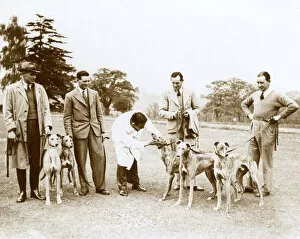 Trainers Gallery: Greyhound Derby entries with vet, Northaw, Hertfordshire