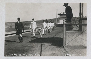 Tijuana Gallery: Greyhound racing, Tijuana, Mexico