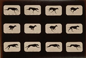 Images Dated 9th May 2012: Greyhound, running