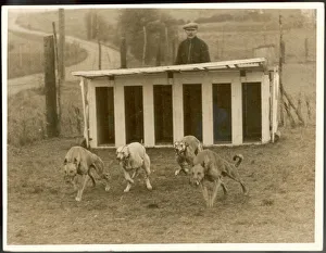<b class=qtipBold><figcaption>Greyhound Training</figcaption></b><br>Dogs at the Greyhound Training School, Queensdown Estate, Westgate-on-sea, are trained to get out of the traps as quickly as possible.<br><em>© Mary Evans Picture Library 2015 - https://copyrighthub.org/s0/hub1/creation/maryevans/MaryEvansPictureID/10115982</em> Greyhound Training