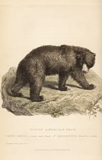 Grizzly bear, Ursus arctos. Endangered Grizzly bear, Ursus arctos. Endangered