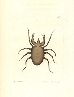 Gromphadorhina portentosa, hissing cockroach Gromphadorhina portentosa, hissing cockroach