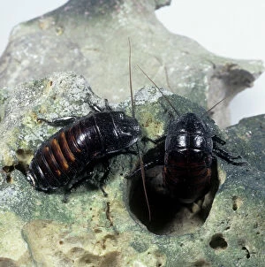 Invertebrata Gallery: Gromphadorhina portentosa, hissing cockroach