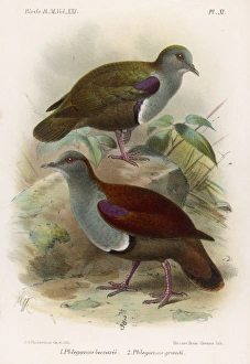 <b class=qtipBold><figcaption>Ground Doves/Birds</figcaption></b><br>Ground Doves (Gallicolumba beccarrii: Bronze Ground Dove & Geotrygon Montana: Ruddy Quail Dove).<br><em>© Mary Evans Picture Library</em> Ground Doves/Birds