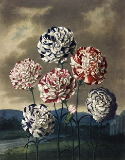 <b class=qtipBold><figcaption>A Group of Carnations</figcaption></b><br>A Group of Carnations, engraved by Caldwall after Henderson, in a book entitled The Temple of Flora by Dr Robert John Thornton (1768-1837). The book was published between 1799 and 1807. Date: 1803<br><em>© Mary Evans Picture Library</em> A Group of Carnations