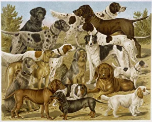 <b class=qtipBold><figcaption>Group of Many Dogs</figcaption></b><br>A large assortment of dogs: including:Hounds, Setters and Spaniels.<br><em>© Mary Evans Picture Library</em> Group of Many Dogs