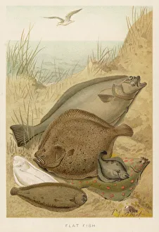 Flat Gallery: A Group of Flat Fish