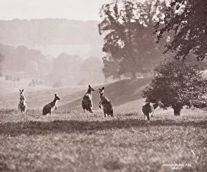 Theria Gallery: Group of Kangaroos by Gambier Bolton
