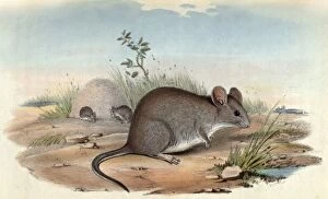 Goulds Mouse