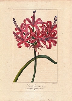 Guernsey lily, Nerine sarniensis, native to South Africa Guernsey lily, Nerine sarniensis, native to South Africa