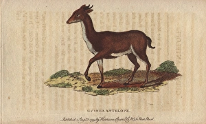 Guinea antelope, grimm or common duiker, Sylvicapra grimmia Guinea antelope, grimm or common duiker, Sylvicapra grimmia