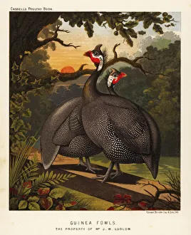 Anser Gallery: Guinea fowls
