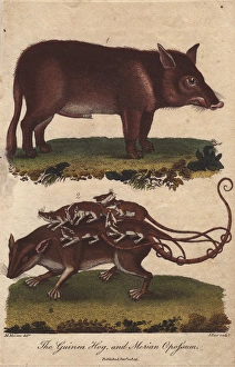 Guinea hog and Merian opossum, Sus scrofa, Didelphys murina Guinea hog and Merian opossum, Sus scrofa, Didelphys murina