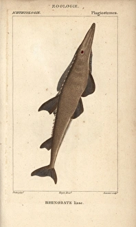 Guitarfish, shovelnose, Rhinobatos typus Guitarfish, shovelnose, Rhinobatos typus