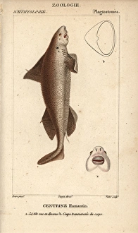Gulper shark, Centrophorus granulosus Gulper shark, Centrophorus granulosus