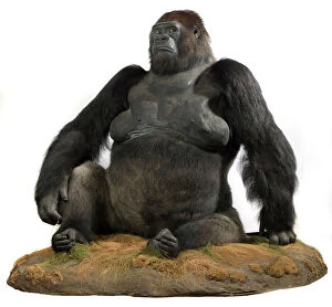 Hominoidea Gallery: Guy (1946-1978), a western lowland gorilla