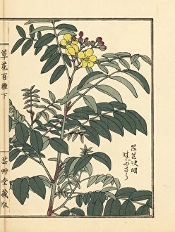 Habusou or coffee senna, Senna occidentalis Habusou or coffee senna, Senna occidentalis