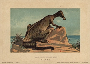 Hadrosaur, extinct genus of ground dwelling Hadrosaur, extinct genus of ground dwelling