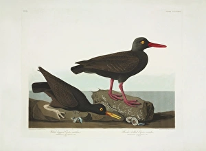 Haematopus bachmani, American black oystercatcher Haematopus bachmani, American black oystercatcher