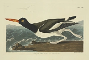 Haematopus palliatus, American oystercatcher Haematopus palliatus, American oystercatcher