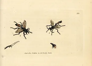 Wasp Gallery: Hairy sandwasp, Podalonia hirsuta
