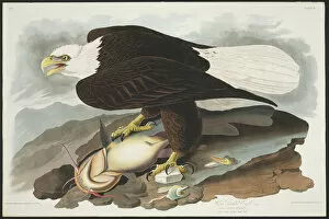 Actinopterygii Gallery: Haliaetus leucocephalus, bald eagle