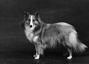 HALLINWOOD GOLDEN FETTER, Shetland Sheepdog HALLINWOOD GOLDEN FETTER, Shetland Sheepdog