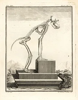 Hamadryas baboon skeleton, Papio hamadryas Hamadryas baboon skeleton, Papio hamadryas