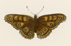 <b class=qtipBold><figcaption>Hampstead Eye Butterfly</figcaption></b><br>Albin's Hampstead Eye<br><em>© Mary Evans Picture Library</em> Hampstead Eye Butterfly