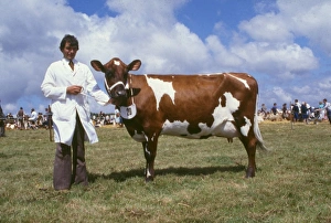 Handler and Ayrshire cow at a county show Handler and Ayrshire cow at a county show