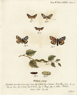 Handmaid moth and orange underwing moth Handmaid moth and orange underwing moth