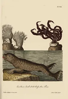 Harbor seal, Phoca vitulina, green algae Harbor seal, Phoca vitulina, green algae