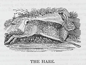 Hare Print (Bewick) lepus timidus