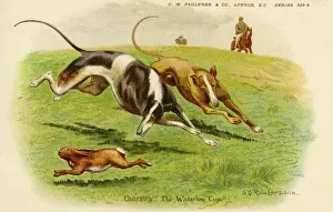 Greyhound Racing Prints: Hare Coursing Print: Waterloo Cup, 1903