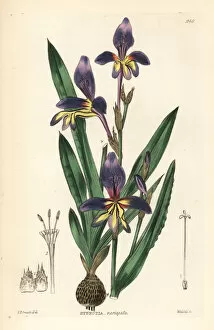 Floral Collection: Harlequin flower, Sparaxis variegata