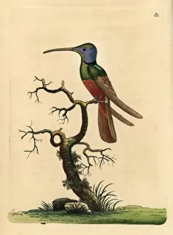 Harlequin hummingbird, Trochilus multicolor
