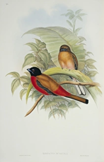 Harpactes duvaucelii, scarlet-rumped trogon Harpactes duvaucelii, scarlet-rumped trogon
