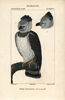 Harpy eagle, Harpia harpyja, with head in profile Harpy eagle, Harpia harpyja, with head in profile