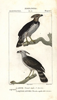 Harpy eagle, Harpia harpyja (near threatened) Harpy eagle, Harpia harpyja (near threatened)