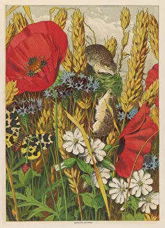 <b class=qtipBold><figcaption>Harvest Mice 1869</figcaption></b><br>Two harvest mice among the ears of corn and poppies.<br><em>© Mary Evans Picture Library</em> Harvest Mice 1869