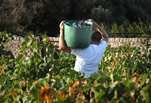 Harvesting red grapes at the Binifadet vineyard, Menorca