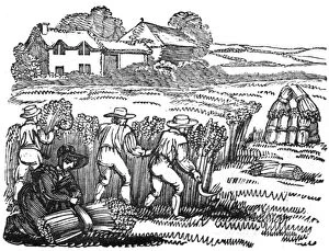 Images Dated 4th August 2017: Harvesting wheat in a field, c.1800