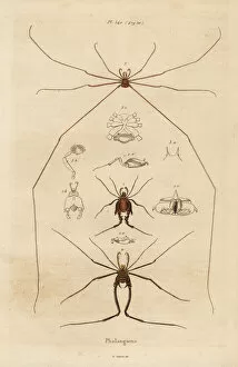 Entomology Collection: Harvestmen, harvesters or daddy longlegs, Opiliones species