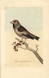 Haw-grosbeak, Hawfinch, Loxia coccothraustes Haw-grosbeak, Hawfinch, Loxia coccothraustes