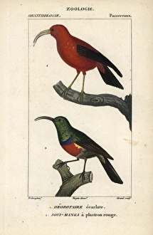 Hawaiian honeycreeper, Vestiaria coccinea Hawaiian honeycreeper, Vestiaria coccinea
