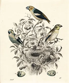 Hawfinch, Coccothraustes coccothraustes Hawfinch, Coccothraustes coccothraustes
