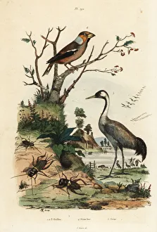 Fries Gallery: Hawfinch, crane and crickets