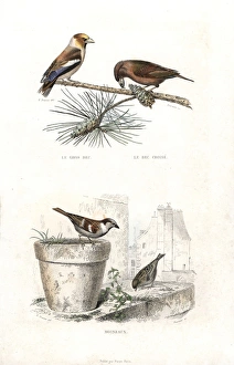 Hawfinch, red crossbill and house sparrow Hawfinch, red crossbill and house sparrow