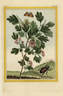 Rouge Gallery: Hawthorn, Crataegus species, with beetle and butterfly
