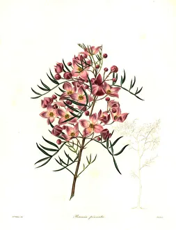 Hawthorn-scented boronia, Boronia pinnata Hawthorn-scented boronia, Boronia pinnata